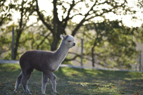 Agriturismo Il Beccafico Alpaca